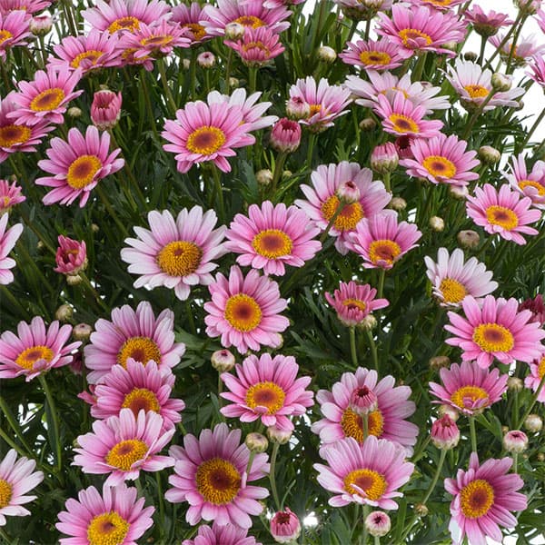 草花の苗/（わけあり特価）マーガレット：ローリーズ マシュマロ3.5号ポット