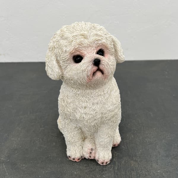 （わけあり特価）パピー・トイプー・ホワイト（TS-38）