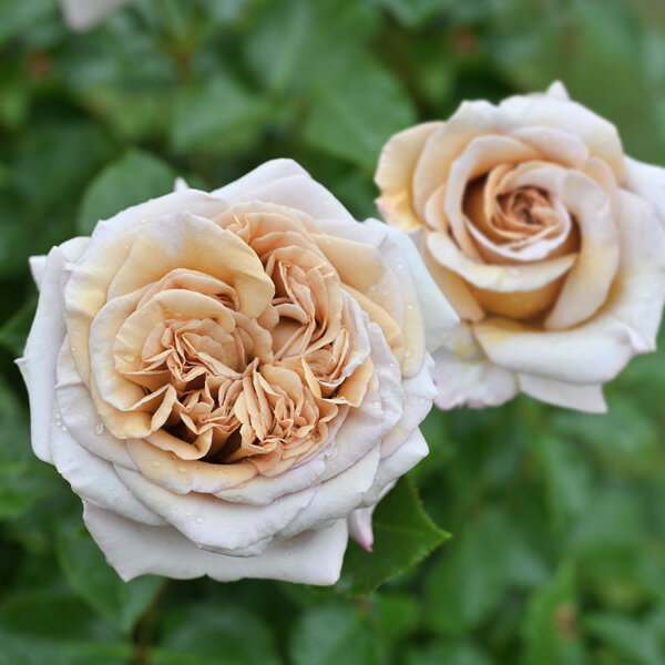 バラの苗/[送料無料]（わけあり特価）デルバールローズ：ラリ・デ・ガゼル新苗4号鉢植え