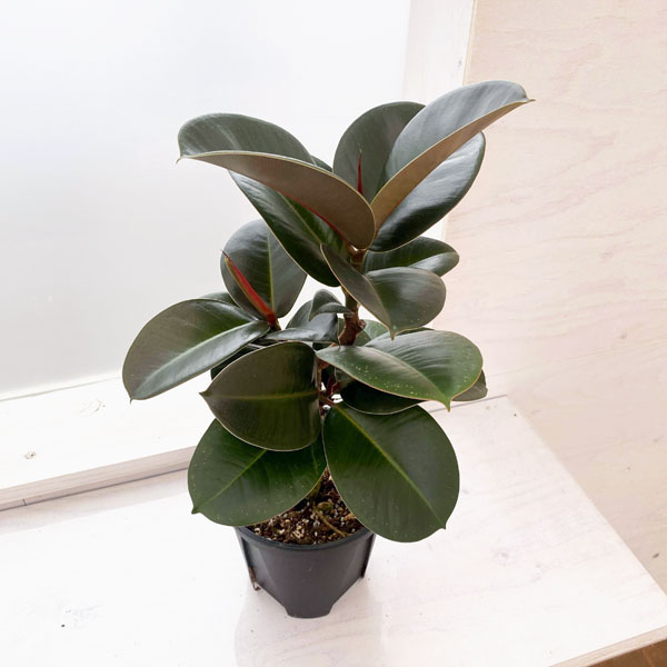 観葉植物/フィカス：ソフィア 5号鉢植え