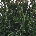 観葉植物/リプサリス:ハティオラ 5号鉢植え