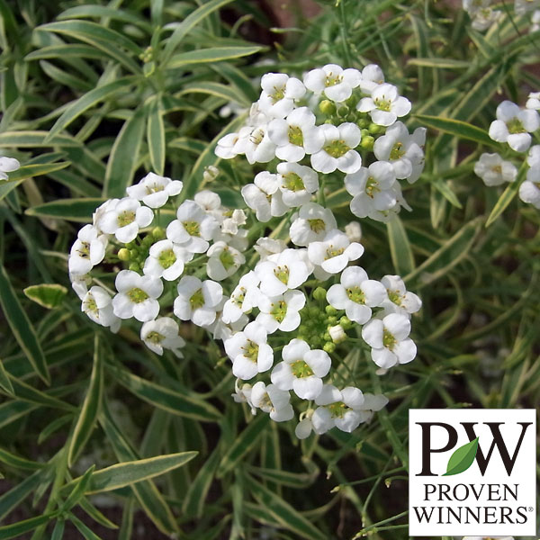 草花の苗/スーパーアリッサム：フロスティーナイト3.5号ポット 12株セット