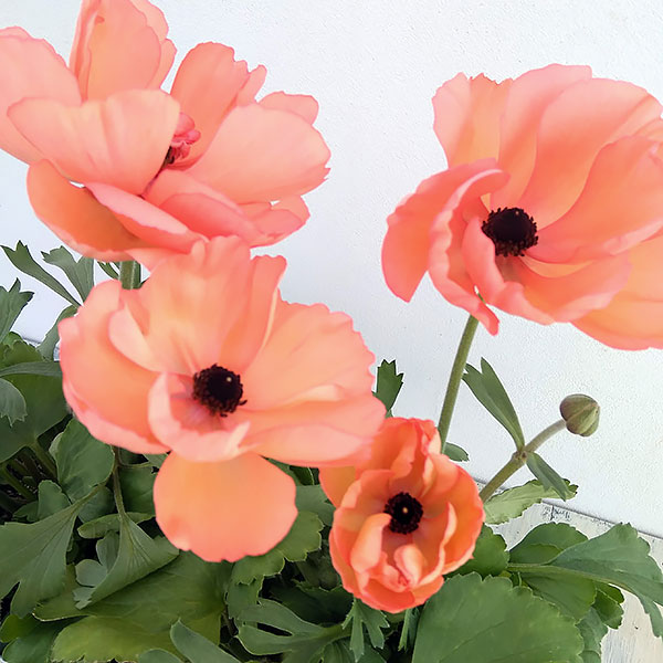 草花の苗/ラナンキュラス：キプロ アプリコット5号鉢植えのサムネイル