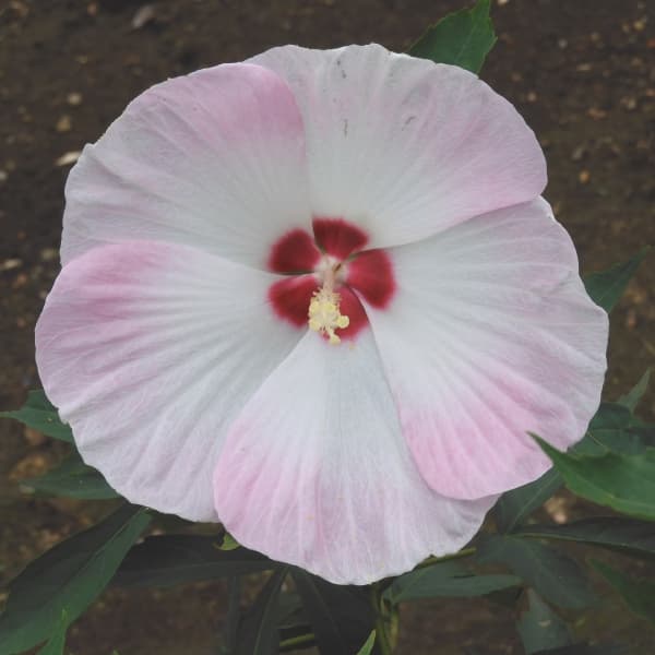 花木 庭木の苗/宿根ハイビスカス：タイタンビカス：ティンカーベル3.5号ポットのサムネイル