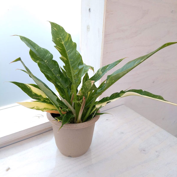 観葉植物/フィロデンドロン：リングオブファイヤ　4号鉢植えのサムネイル