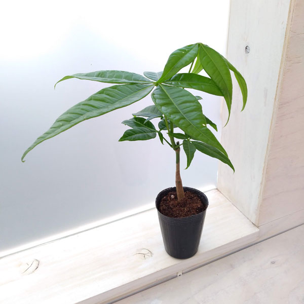 観葉植物/パキラ：アクアティカ(実生苗)　2.5号のサムネイル