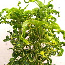 観葉植物/クロトン:ウェーブ 7号鉢植え