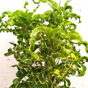 クロトン 観葉植物/クロトン：ウェーブ　7号鉢植え