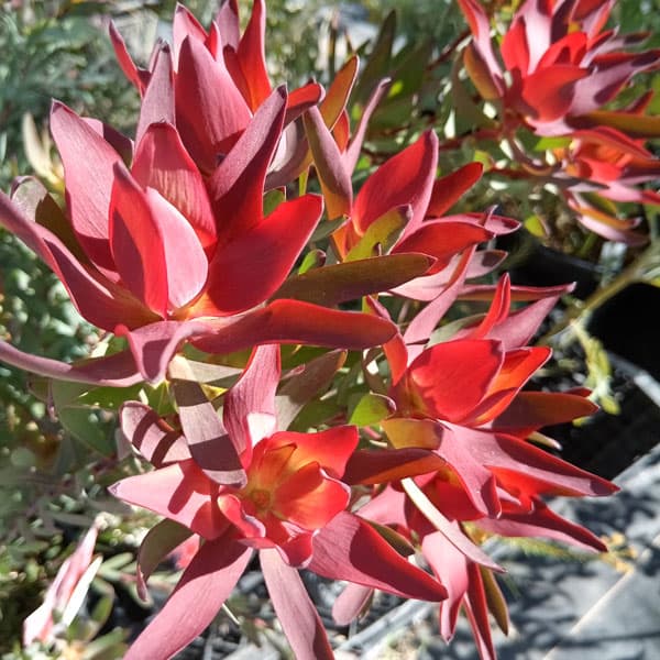 花木 庭木の苗/[ザ・ファームセレクト]リューカデンドロン：レッドデビル5号のサムネイル