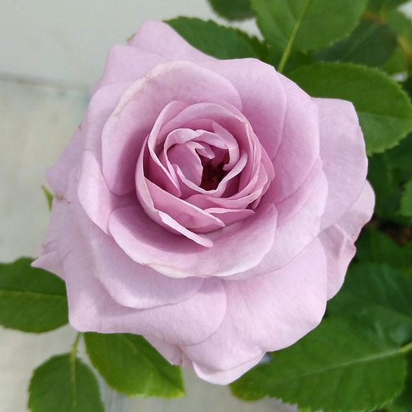 バラの苗/ミニバラ：オプティマ モーニングブルー3.5号鉢のサムネイル