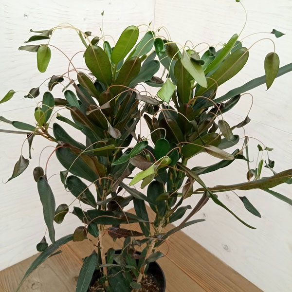 クロトン　色々あります。 楽天市場】観葉植物 クロトン（観葉植物｜花・観葉植物）：花
