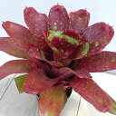 観葉植物/ネオレゲリア:メデューサ 4号ねこチップ植え