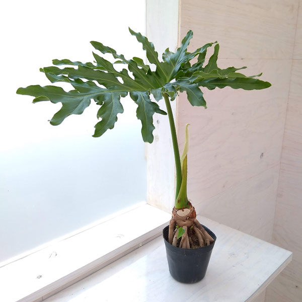 セローム 観葉植物/フィロデンドロン：セローム（根上がり）　4号
