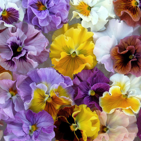 草花の苗/[送料無料]うえたコレク...