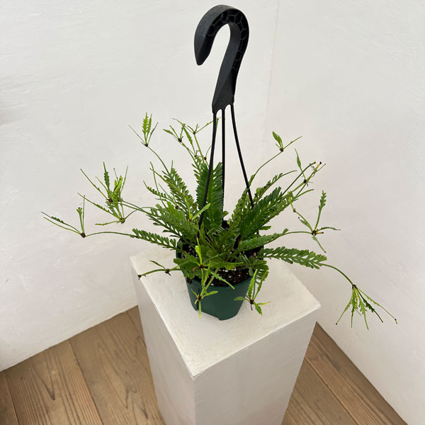 Rakuten - 観葉植物/アスプレニウム：ケンゾイ（オニヒノキシダ） 4.5号吊り鉢