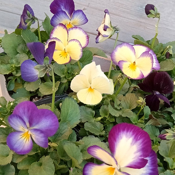 草花の苗/見元園芸さんのビオラ：ムーンウォーク3-3.5号ポット