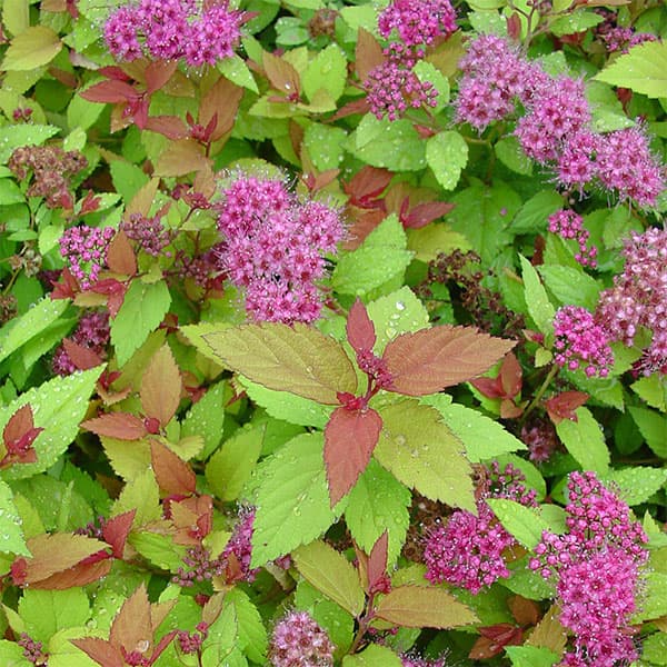 花木 庭木の苗/シモツケ：マジックカーペット6号ポット