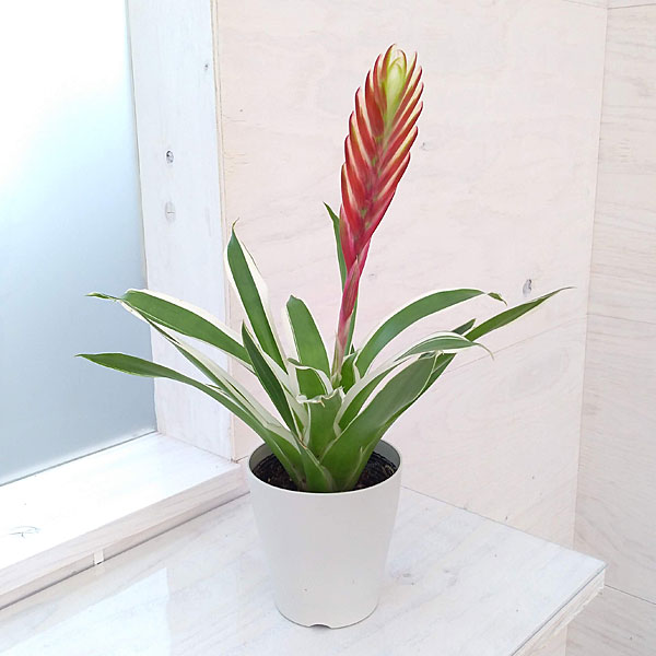 楽天市場】フリーセア（観葉植物｜花・観葉植物）：花・ガーデン・DIY