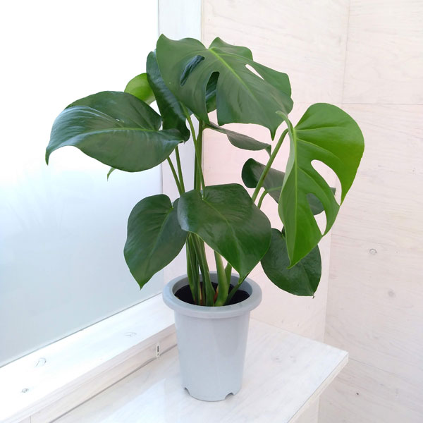 観葉植物/モンステラ：デリシオサ 6号鉢植え