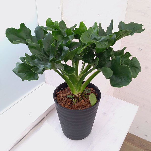 観葉植物/フィロデンドロン：セローム・スーパーアトム 5号鉢植え