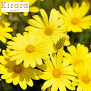 草花の苗/(わけあり特価)オステオスペルマム:キラライエロー3.5号ポット(R) 6株セット
