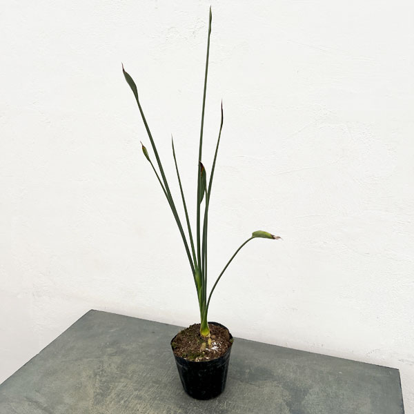 楽天市場】ストレリチア ノンリーフ（観葉植物｜花・観葉植物）：花