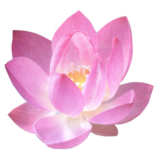 楽天市場】蓮 花 蓮根 苗の通販
