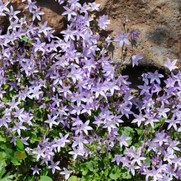 草花の苗/カンパニュラ：ポシャルス...