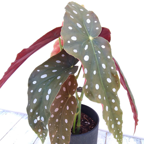 観葉植物/ベゴニア：マクラ—タ　2株入り　4.5号鉢植えのサムネイル