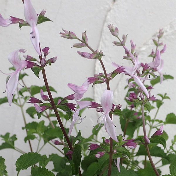 草花の苗/（わけあり特価）オルトシフォン ラビアツス3.5号ポット