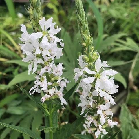 草花の苗/ミソハギ（禊萩）：クリスタルスノー3号ポット