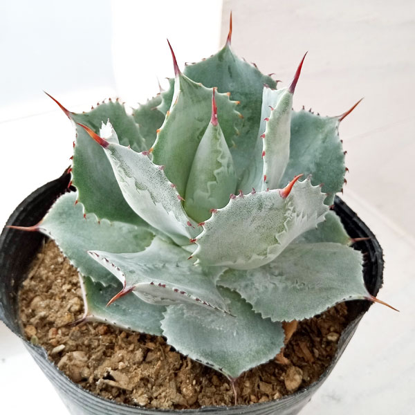 観葉植物/アガベ：雷神（らいじん）　4号ポットのサムネイル