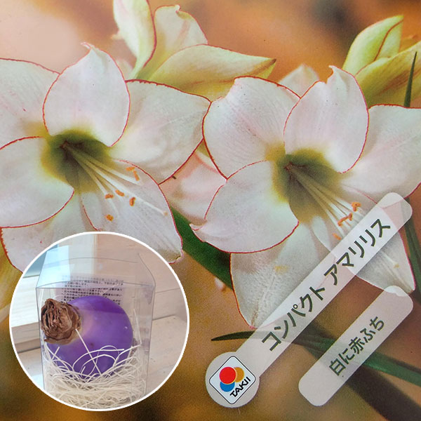 球根/アマリリス：メイクアップアマリリス・白ピコティ