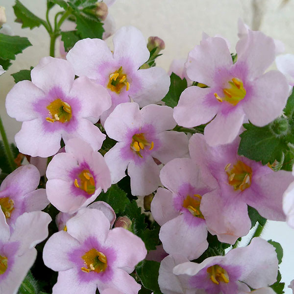 草花の苗/バコパ：カリプソジャンボ　ピンク3.5号ポットのサムネイル