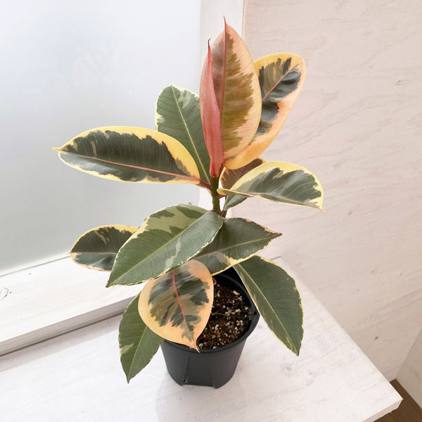 観葉植物/フィカス：ティネケ 5号鉢植え