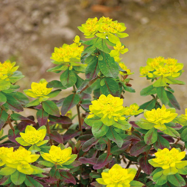 草花の苗/（わけあり特価）ユーフォルビア：ボンファイヤー3.5号ポット