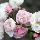 バラの苗/つるバラ：群舞(ぐんまい)5号鉢入り樹高70cm - 園芸ネット プラス