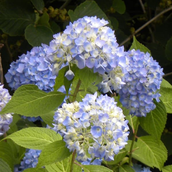 花木 庭木の苗/アジサイ：ペニーマック3号ポット