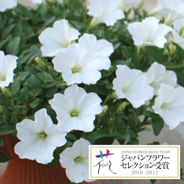 （わけあり特価）ペチュニア：おゆきちゃん5号鉢植え