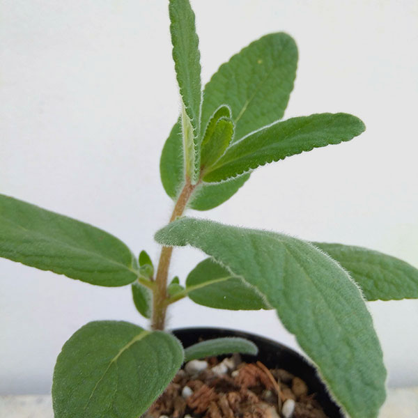 観葉植物/シンニンギア：ツビフローラ（上海の女王）3号