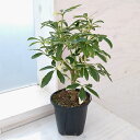 観葉植物/シェフレラ:ムーンドロップ 3.5号硬質ポット