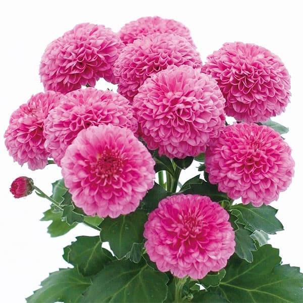 草花の苗/（わけあり特価）バリエッタマム（花付き菊苗）：ボレロ3.5号ポット