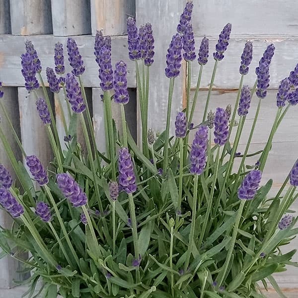 ラベンダー：カシオペア5号鉢植え