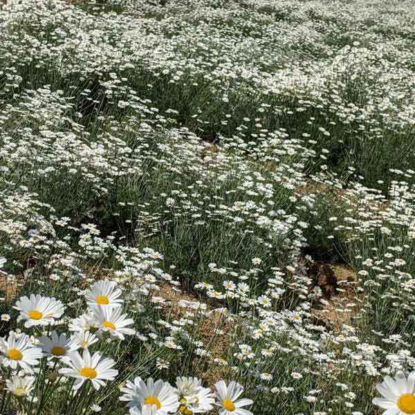 [送料無料]ピレスラム（除虫菊）：白花3号ポット 24株セット