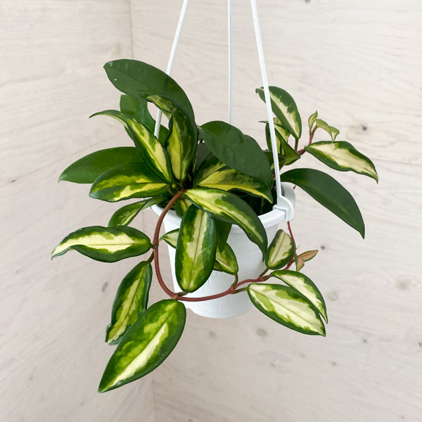 楽天市場】ホヤ 観葉植物(サイズ(植木鉢)4 ~ 6号)の通販 楽天市場】ホヤ 観葉植物(サイズ(植木鉢)4 ~ 6号)の通販