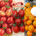 野菜の苗/(わけあり特価)ミニトマト:高糖度ミニトマト3号ポット3種セット(シュガープラム・キャンディドロップ・ミラクルリッチ)合計6株
