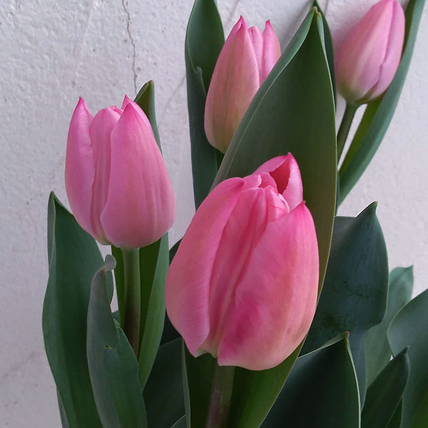 チューリップ：クリスマスドリーム5号鉢植え（6球植え）