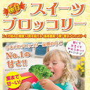野菜の苗/極甘!スイーツブロッコリー3号ポット 2株セット