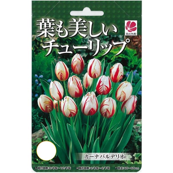 球根/チューリップ（斑入り葉）：カーナバルデリオ4球入り（T）のサムネイル
