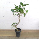 観葉植物/フィカス:ベンガレンシス 6号鉢植え
